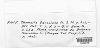 Ascocoryne sarcoides image